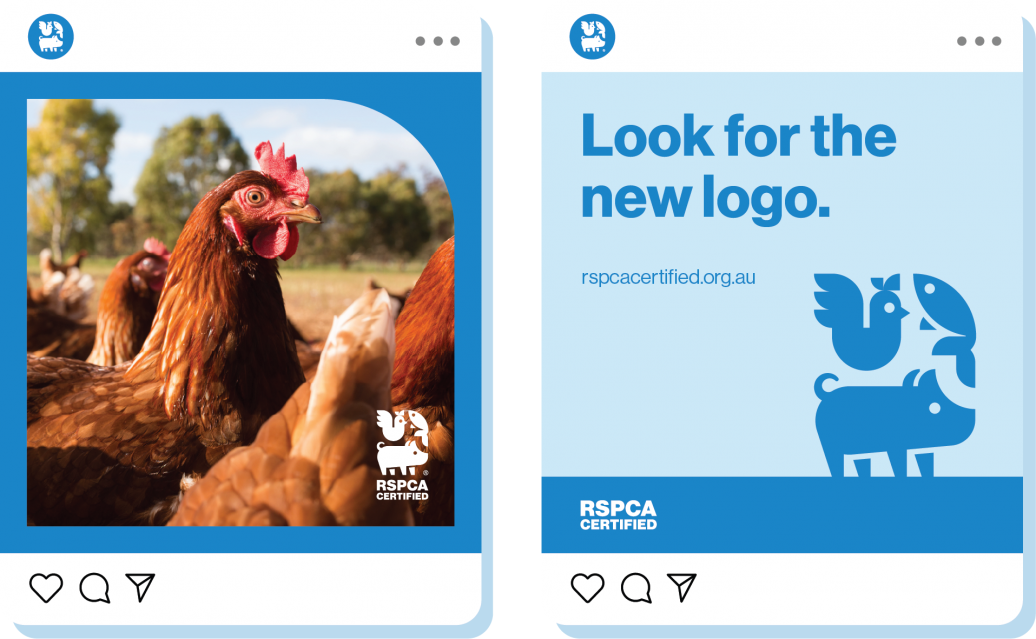 RSPCA Insta Posts