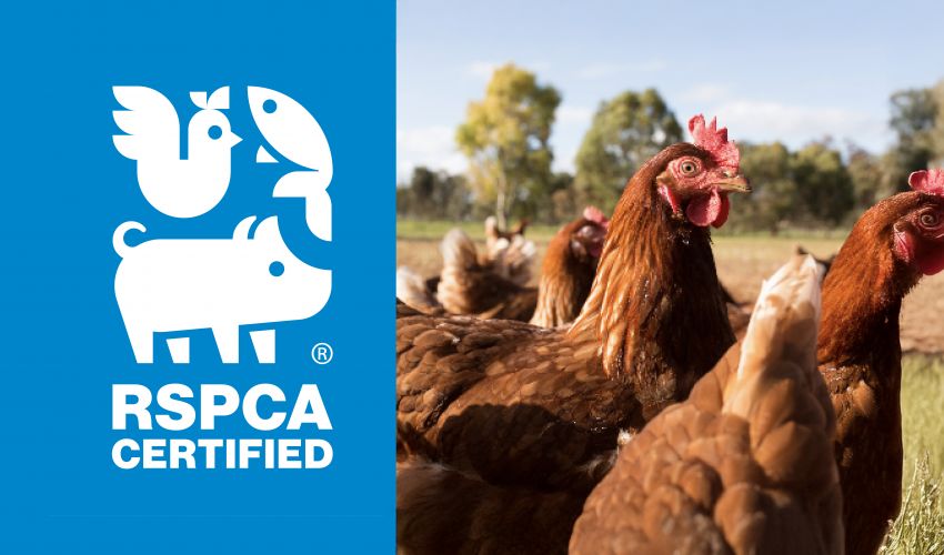 RSPCA casestudy2 hero v5.jpg